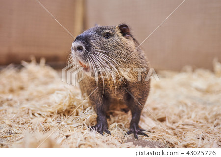Nice,beautiful home nutria, petting zoo. 43025726
