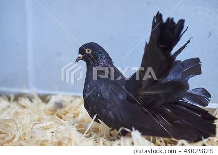 Cute beautiful pigeons in the petting zoo. Cute beautiful pigeons in the petting zoo. 43025828