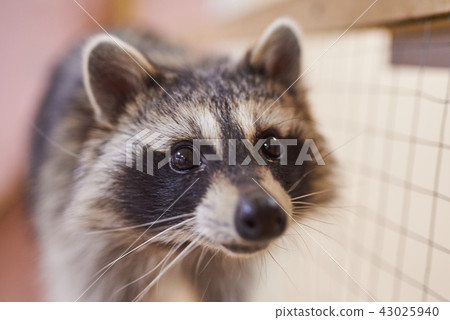 Sad, cute raccoon petting zoo 43025940