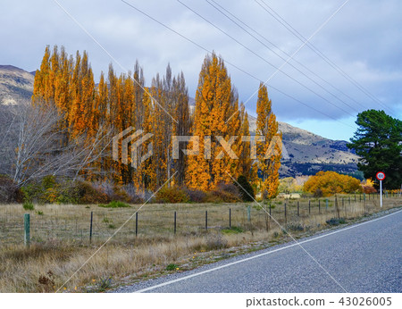 Autumn scenery of New Zealand 43026005