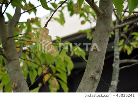 Kobushi水果 43026241