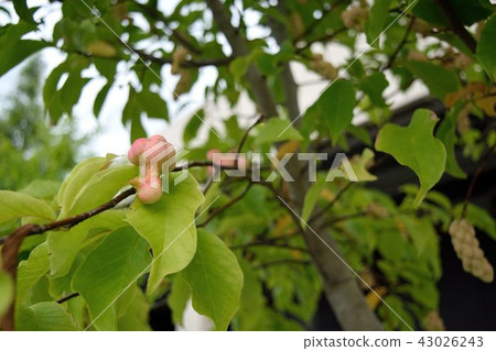 Kobushi fruit 43026243