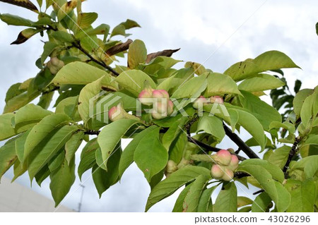 Kobushi fruit 43026296