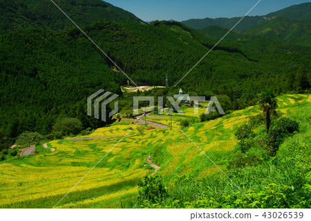 Maruyama Senjita blue sky and summer daytime rice early a little yellow Mie Prefecture Kumano city Kiiwa cho 43026539