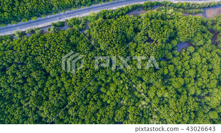 top view of mangrove forest in Phuket 43026643