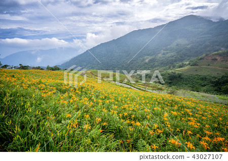 Taitung Taima Li Jin Jin Hua Ji Worry Valley Valerian Orange Daylily Forgetting Grass Golden Needle 43027107