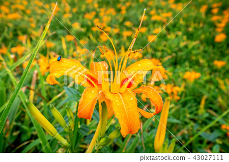 台東 太麻里 金針花季 忘憂谷 萱草 Orange Daylily 忘れ草 金針花 台東 太麻里 金針花季 忘憂谷 萱草 Orange Daylily 忘れ草 金針花 43027111