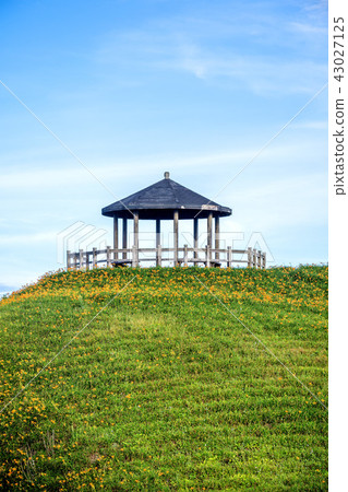 台東 太麻里 金針花季 雙乳峰 萱草 Orange Daylily 忘れ草 金針花 台東 太麻里 金針花季 雙乳峰 萱草 Orange Daylily 忘れ草 金針花 43027125