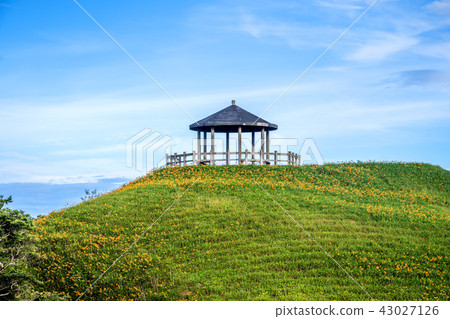 台東 太麻里 金針花季 雙乳峰 萱草 Orange Daylily 忘れ草 金針花 43027126