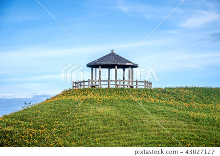 台東 太麻里 金針花季 雙乳峰 萱草 Orange Daylily 忘れ草 金針花 台東 太麻里 金針花季 雙乳峰 萱草 Orange Daylily 忘れ草 金針花 43027127