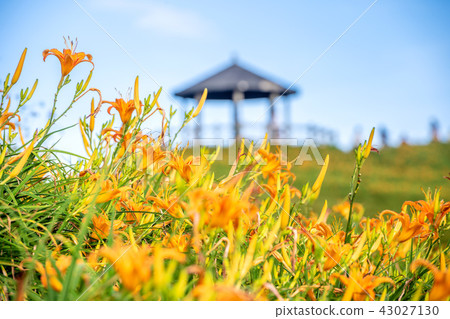 台東 太麻里 金針花季 雙乳峰 萱草 Orange Daylily 忘れ草 金針花 台東 太麻里 金針花季 雙乳峰 萱草 Orange Daylily 忘れ草 金針花 43027130
