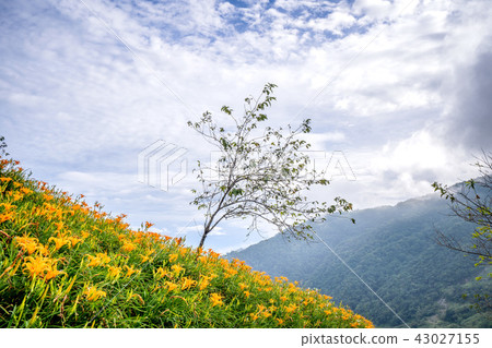 台東 太麻里 金針花季 忘憂谷 萱草 Orange Daylily 忘れ草 金針花 43027155