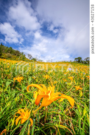 台東 太麻里 金針花季 忘憂谷 萱草 Orange Daylily 忘れ草 金針花 台東 太麻里 金針花季 忘憂谷 萱草 Orange Daylily 忘れ草 金針花 43027158