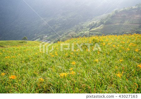 台東 太麻里 金針花季 忘憂谷 萱草 Orange Daylily 忘れ草 金針花 台東 太麻里 金針花季 忘憂谷 萱草 Orange Daylily 忘れ草 金針花 43027163