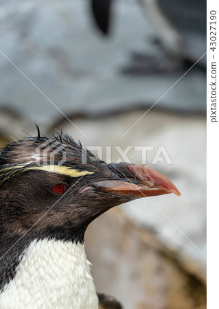 Iwatobi penguin up 43027190