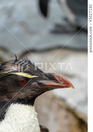 Iwatobi penguins Iwatobi penguins 43027192