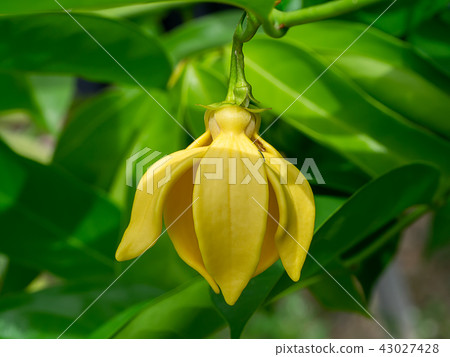 fragrant flowers of climbing ylang-ylang fragrant flowers of climbing ylang-ylang 43027428