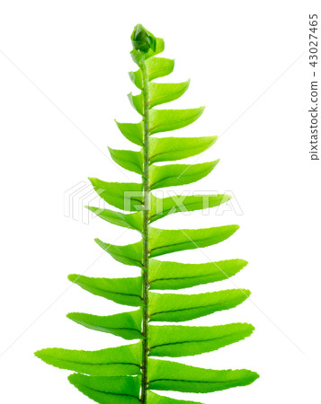 Close up fern leaf on white background. Close up fern leaf on white background. 43027465