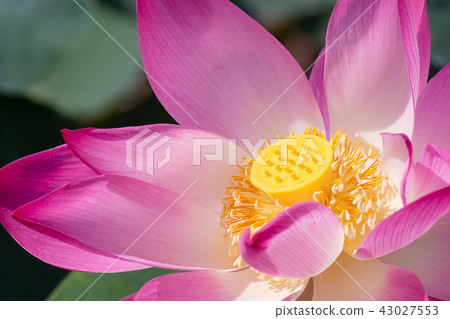 Close up pink lotus flower. 43027553