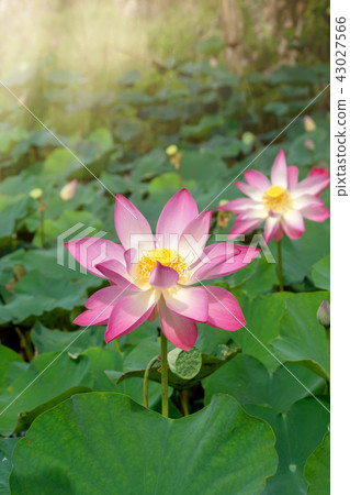 Close up pink lotus flower. Close up pink lotus flower. 43027566