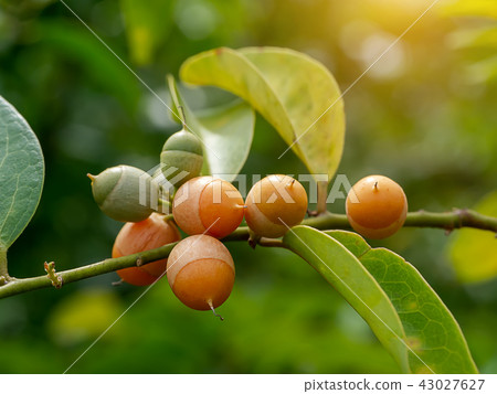 Olax psittacorum tree Olax psittacorum tree 43027627