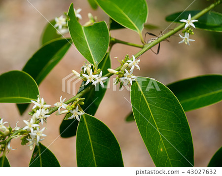 Olax psittacorum tree Olax psittacorum tree 43027632