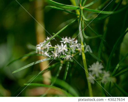 Close up of Shatavari plant Close up of Shatavari plant 43027634
