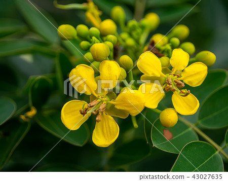 Senna siamea flower Senna siamea flower 43027635