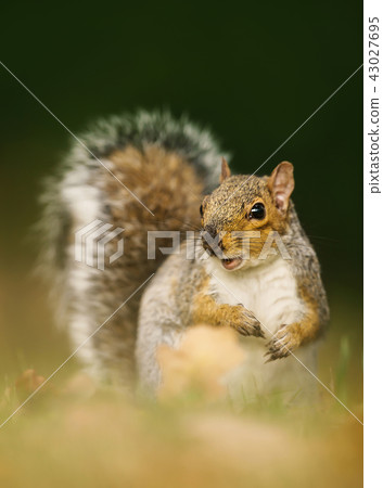 Close up of a grey squirrel Close up of a grey squirrel 43027695