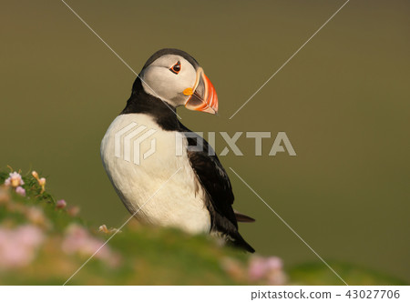Atlantic puffin standing in the field flowers  43027706
