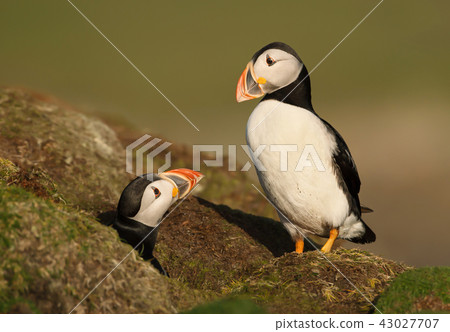 An interaction between two Atlantic puffins  43027707