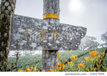 Taitung Taima Li Jin Jin Hua Ji Shuang Rufeng Sedge Grass Orange Daylily Forget Sedge Grass Golden Needle Flower 43027994