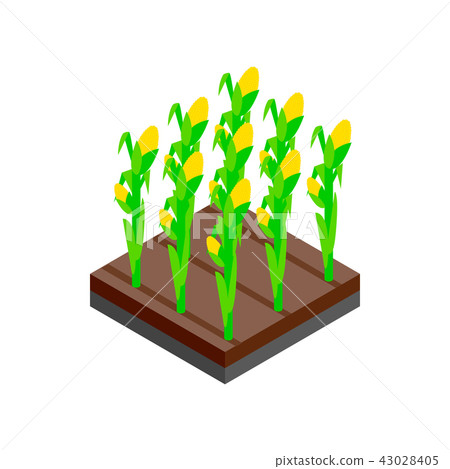 Growing tulips isometric 3d icon 43028405