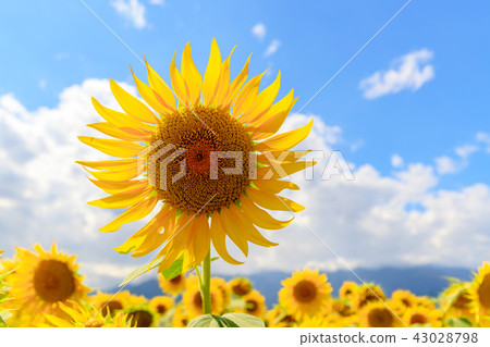 Sunflower blue sky Sunflower blue sky 43028798