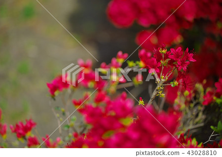 Azalea blooming in a crimson cluster Azalea blooming in a crimson cluster 43028810