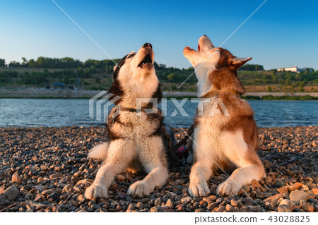 Beautiful Siberian husky howling. Beautiful Siberian husky howling. 43028825
