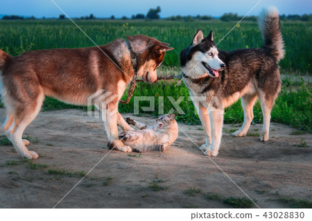 Two dogs play with cat on the walk. Two dogs play with cat on the walk. 43028830