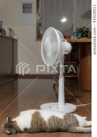 Cats and fans Cats and fans 43028911