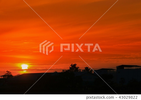 sunset beautiful colorful and silhouette tree sunset beautiful colorful and silhouette tree 43029822