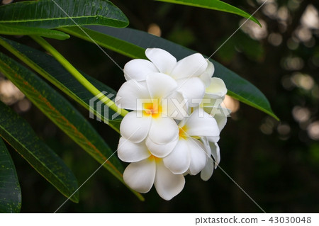 Plumeria flower white beautiful on tree Plumeria flower white beautiful on tree 43030048
