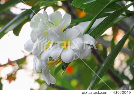 Plumeria flower white beautiful on tree Plumeria flower white beautiful on tree 43030049