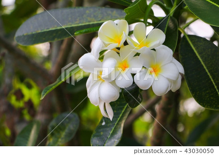 Plumeria flower white beautiful on tree Plumeria flower white beautiful on tree 43030050