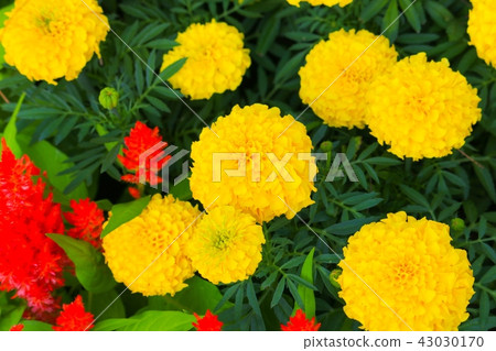 marigold yellow flower blooming beautiful  43030170