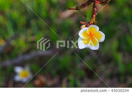 Plumeria flower white and pollen yellow beautiful Plumeria flower white and pollen yellow beautiful 43030204