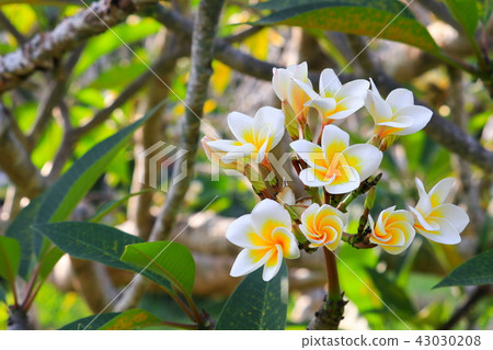 Plumeria flower white and pollen yellow beautiful Plumeria flower white and pollen yellow beautiful 43030208