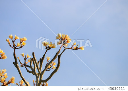 Plumeria flower white and pollen yellow beautiful Plumeria flower white and pollen yellow beautiful 43030211