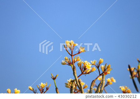 Plumeria flower white and pollen yellow beautiful Plumeria flower white and pollen yellow beautiful 43030212