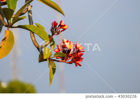 plumeria flower pink or desert rose on tree plumeria flower pink or desert rose on tree 43030226