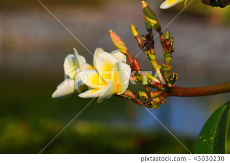 Plumeria flower white and pollen yellow beautiful Plumeria flower white and pollen yellow beautiful 43030230