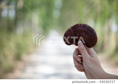 lingzh mushroom lingzh mushroom 43030317